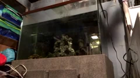 33adidas online show from 04/10/26, 08:19