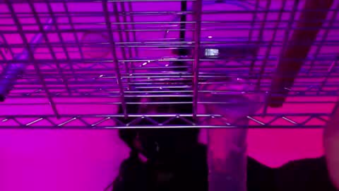 Natasha Diavolo online show from 12/25/24, 11:22