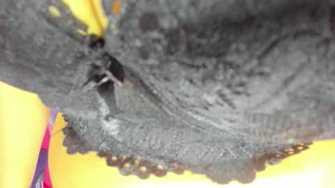 pamela online show from 10/23/25, 08:18