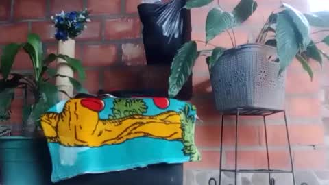 Snapshot of _tarek_ chatting on 10/24/25, 10:17 _tarek_ online show from 10/24/25, 10:17