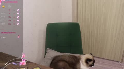 Alis online show from 03/06/25, 05:54