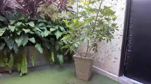 alice_simpson1 online show from 10/18/25, 11:44