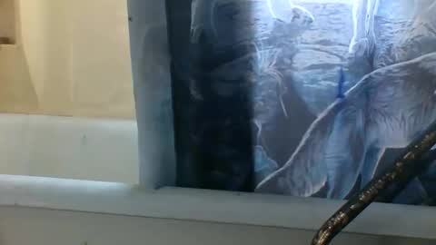 allwolf0323 online show from 11/06/25, 03:24