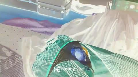 Snapshot of alwaysniceguy2 chatting on 01/03/25, 03:16 HoneyMelonGuy online show from 01/03/25, 03:16