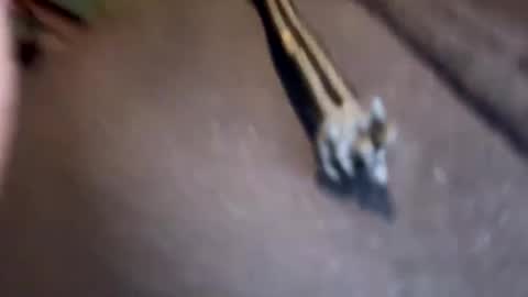 Snapshot of amature59 chatting on 01/17/25, 03:11 Jamesy online show from 01/17/25, 03:11