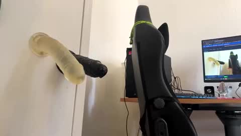 analass_ online show from 09/20/25, 11:00