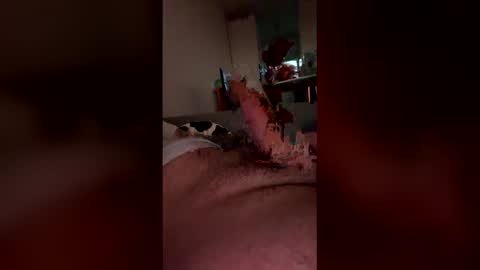 analpunisher2808 online show from 03/09/26, 06:06