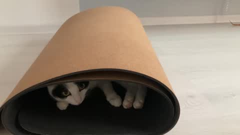 Snapshot of anntics_ chatting on 10/12/25, 08:57 N  antics online show from 10/12/25, 08:57