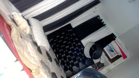 elish 3 online show from 03/06/25, 06:37