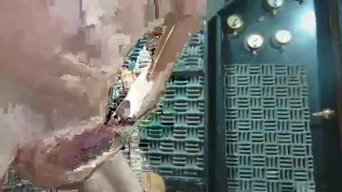 aussieraz online show from 12/16/24, 07:00