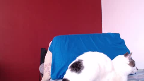 bayonette_black online show from 01/10/25, 11:43