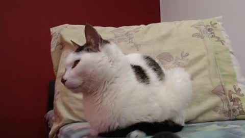 bayonette_black online show from 02/03/25, 11:20