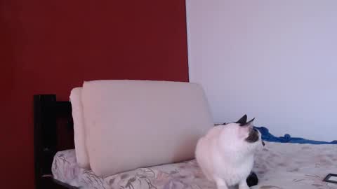 bayonette_black online show from 09/20/25, 12:06