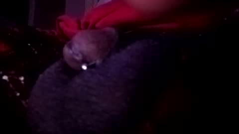 Snapshot of bcfalcon69 chatting on 05/14/26, 02:51 bcfalcon69 online show from 05/14/26, 02:51