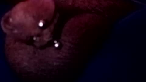 Snapshot of bcfalcon69 chatting on 05/17/26, 03:15 bcfalcon69 online show from 05/17/26, 03:15