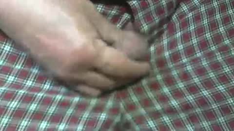  Reservoir Dogs online show from 10/31/25, 05:47