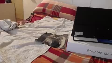 berlinerbaer1963 online show from 04/19/26, 06:43