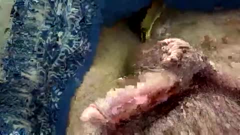 Snapshot of big88385909 chatting on 11/20/25, 12:44 big88385909 online show from 11/20/25, 12:44