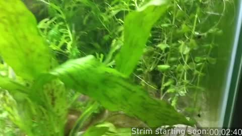 Booker Baxton online show from 12/18/24, 04:09