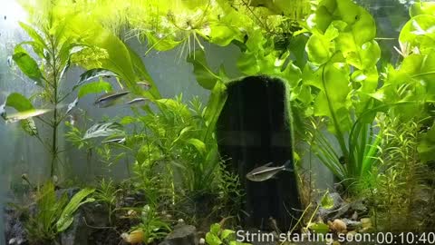 Booker Baxton online show from 01/07/25, 03:57