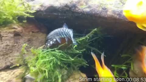 Booker Baxton online show from 01/10/25, 04:01