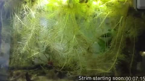 Booker Baxton online show from 01/15/25, 04:04