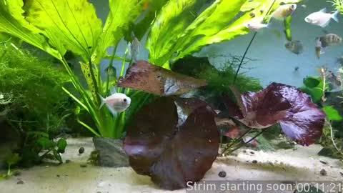 Booker Baxton online show from 01/23/25, 03:58