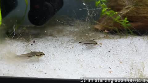 Booker Baxton online show from 01/24/25, 04:05