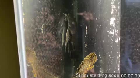 Booker Baxton online show from 02/12/25, 04:01