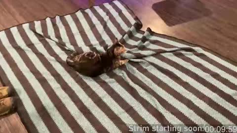 Booker Baxton online show from 09/24/25, 02:59