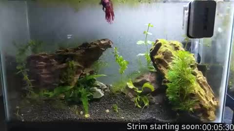 Booker Baxton online show from 10/10/25, 03:05