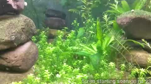 Booker Baxton online show from 10/19/25, 03:07