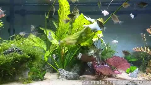 Booker Baxton online show from 12/03/25, 03:58