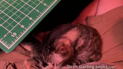 Booker Baxton online show from 12/20/25, 04:08