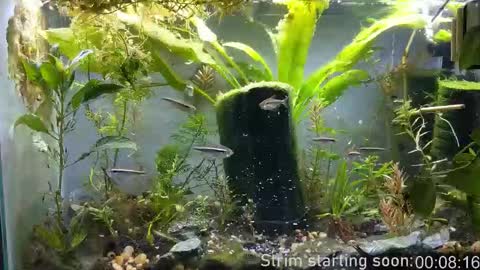 Booker Baxton online show from 12/23/25, 03:59