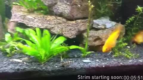 Booker Baxton online show from 01/16/26, 04:05