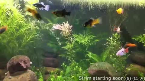 Booker Baxton online show from 02/04/26, 04:07