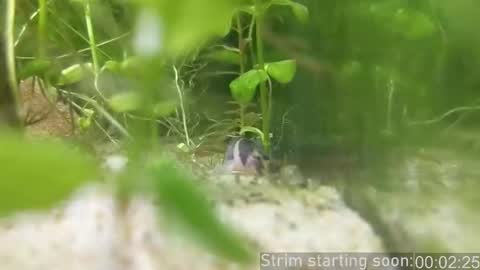 Booker Baxton online show from 02/14/26, 04:09