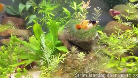 Booker Baxton online show from 03/20/26, 03:00