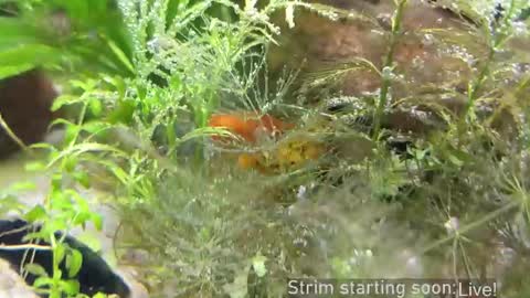 Booker Baxton online show from 03/21/26, 03:11