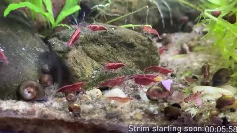 Booker Baxton online show from 04/08/26, 03:06