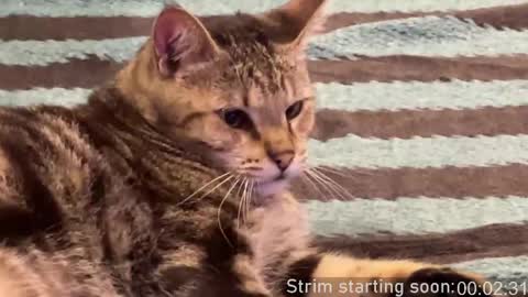 Booker Baxton online show from 04/10/26, 03:12