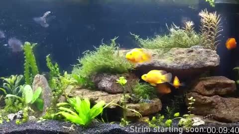 Booker Baxton online show from 04/11/26, 03:00