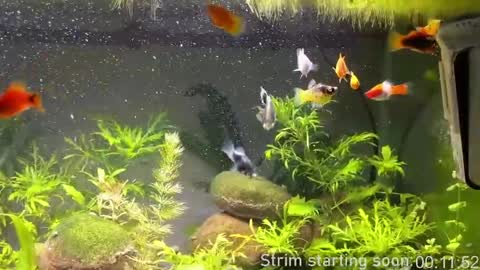 Booker Baxton online show from 04/12/26, 03:00