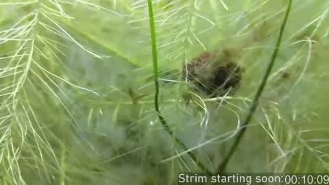 Booker Baxton online show from 04/17/26, 02:58