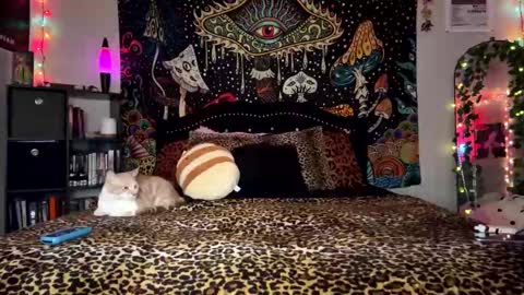 Puddin online show from 12/28/24, 03:26