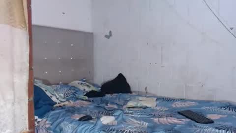 brianadollts1 online show from 04/12/26, 10:04