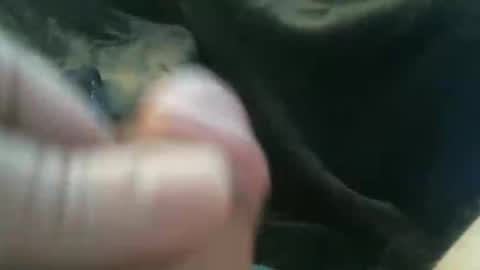 Snapshot of bullemoe chatting on 10/27/25, 08:18 bullemoe online show from 10/27/25, 08:18