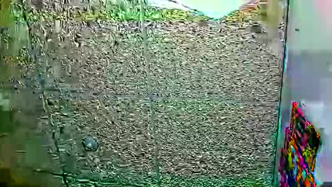 Dayan Camila online show from 01/12/26, 06:07