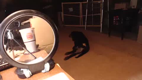 cat online show from 09/11/25, 06:30